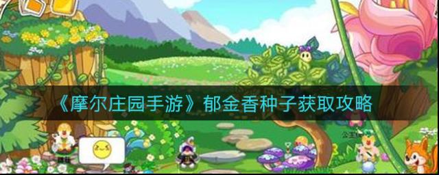 摩尔庄园郁金香种子