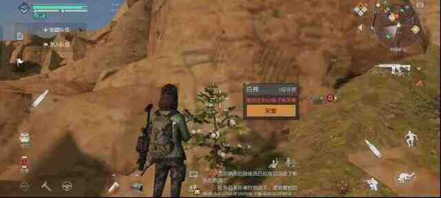 黎明覺醒生機棉籽